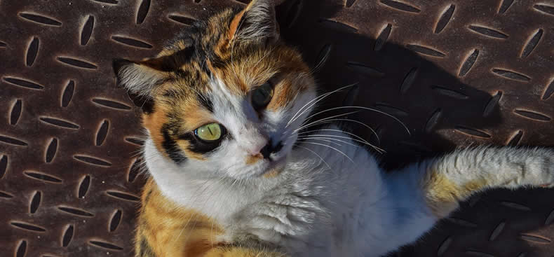 Mi gato araña y destruye mis muebles