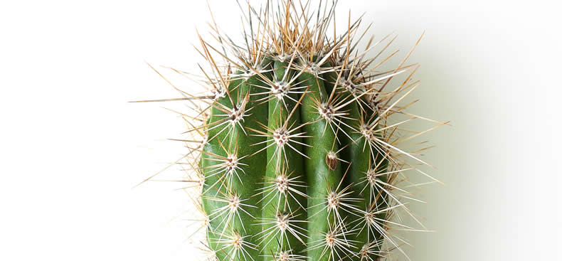 Cómo cuidar tus cactus.